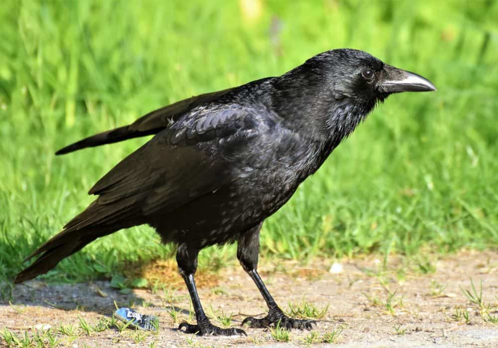Crow Appearance