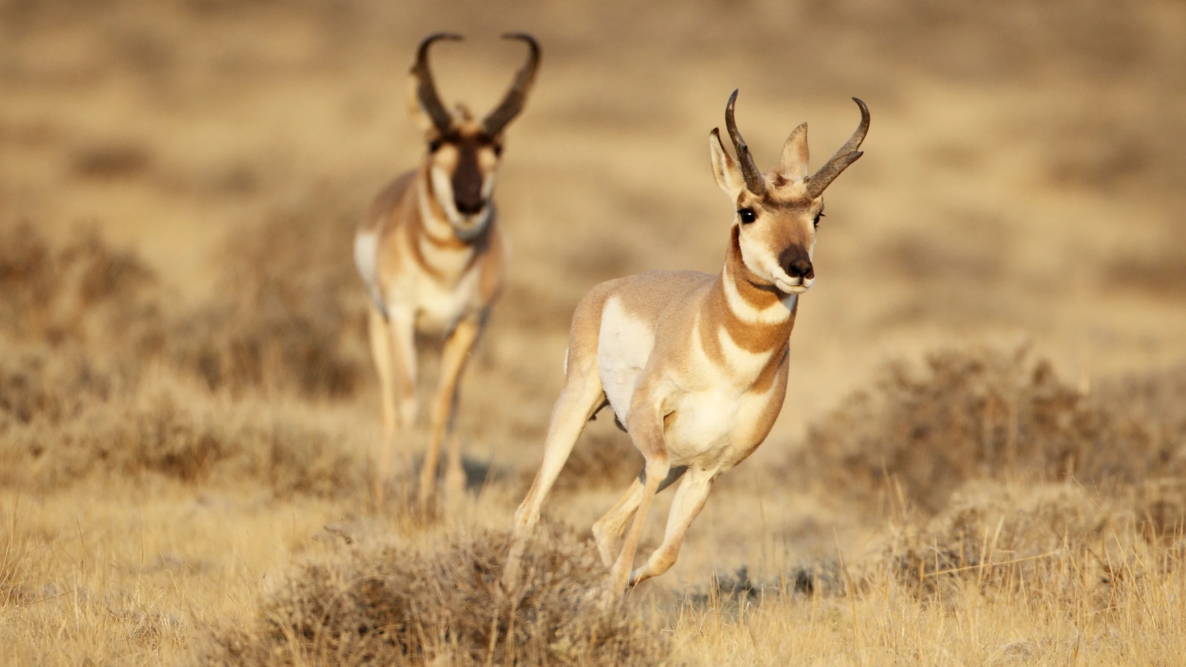 Antelopes’ Defense Mechanisms