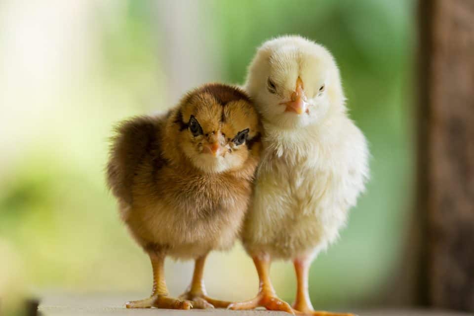 Baby Chicks 2