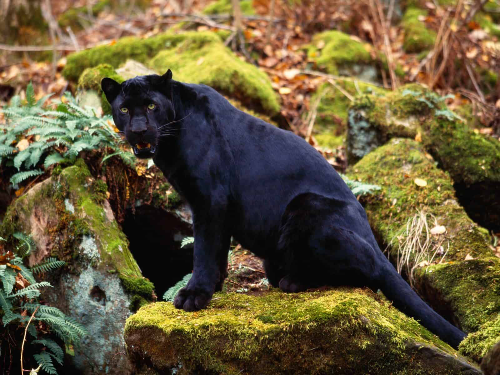 Black-Leopard-big-cats