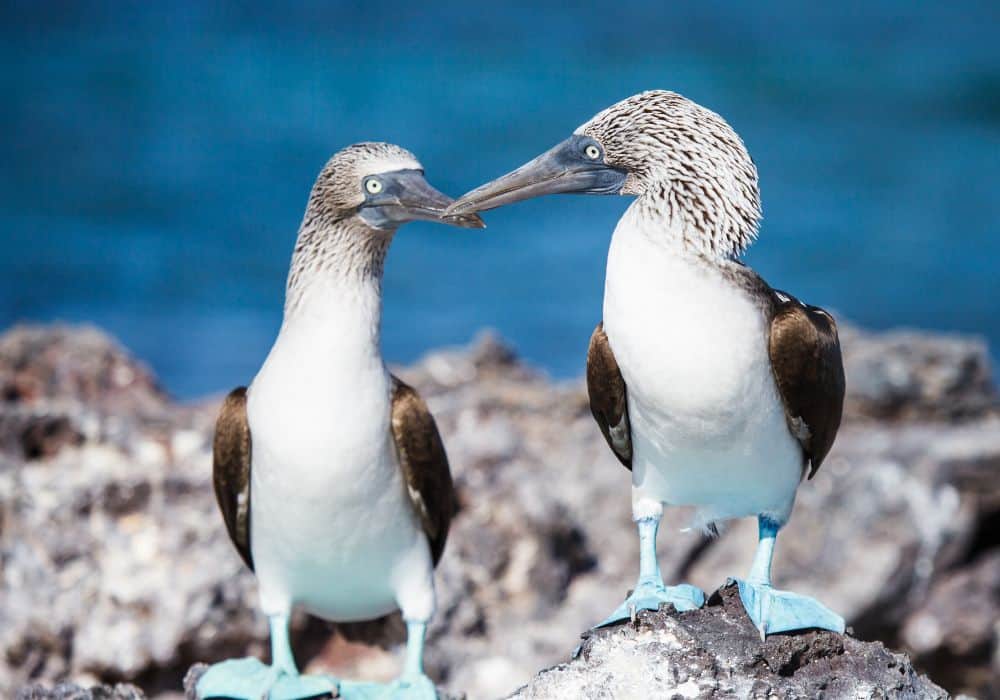 Blue-Footed Booby in Dreams