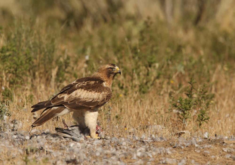 Booted Eagles