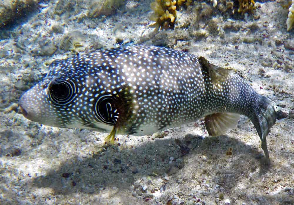 Can Pufferfishes Eat Ordinary Fish Food