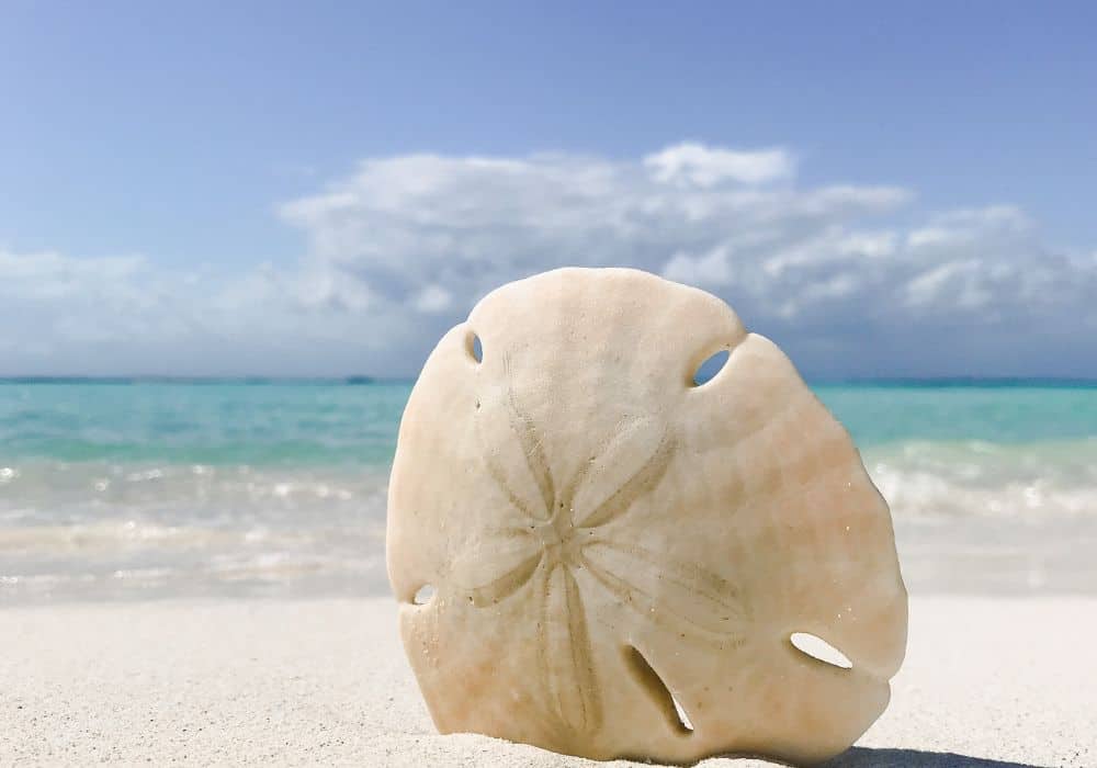 Can sand dollars be kept as pets