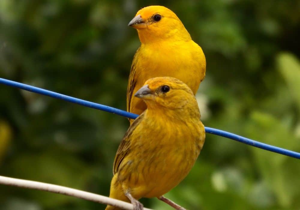 Canary as a spirit animal