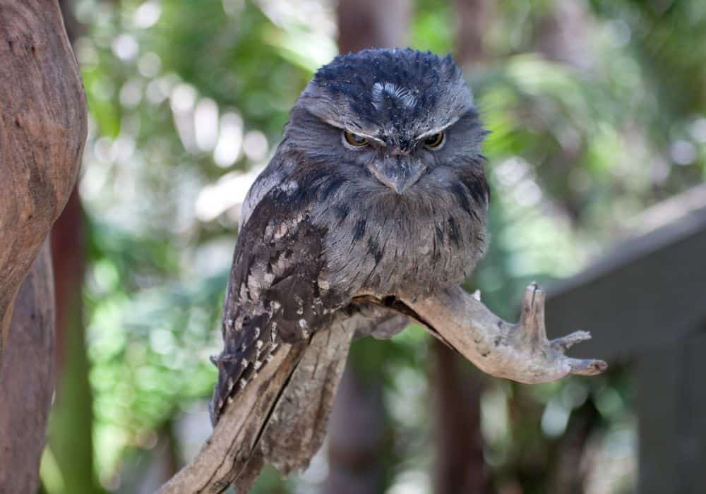 Common Frogmouth Symbolism