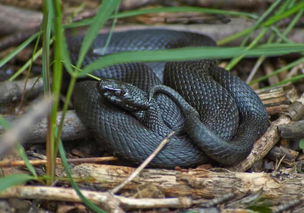 Common myths about black snakes