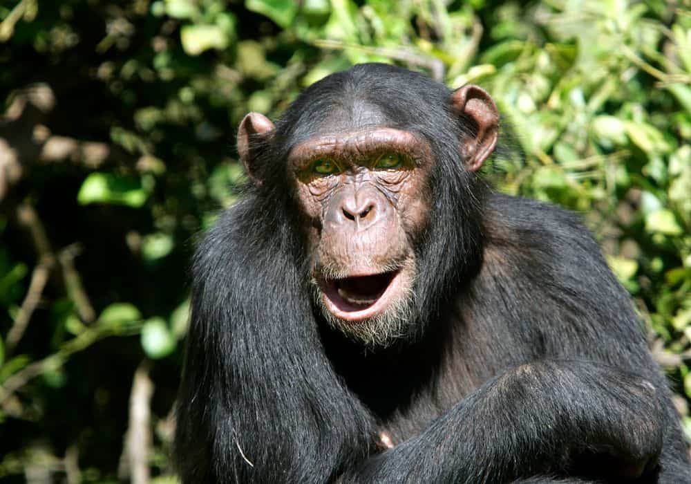 Do Chimpanzees Attack People?