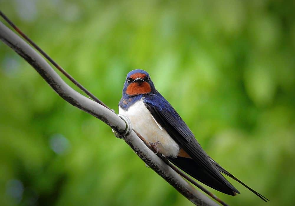 Do Swallows Return to the Same Place Every Year