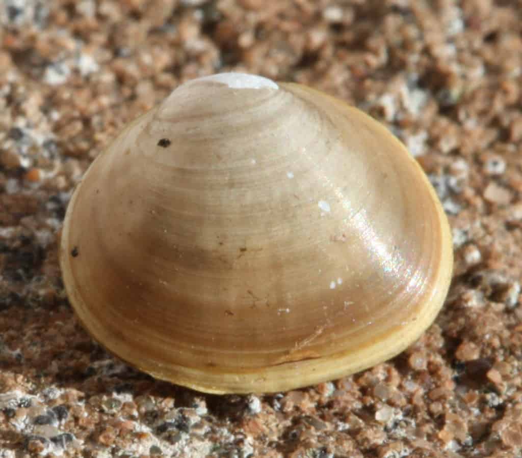 European fingernail clam