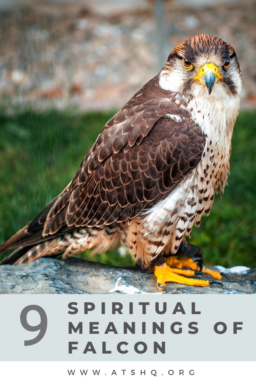 Falcon Meanings