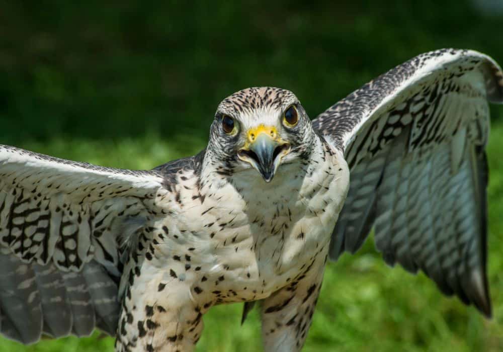 Falcon Symbolism Around The World