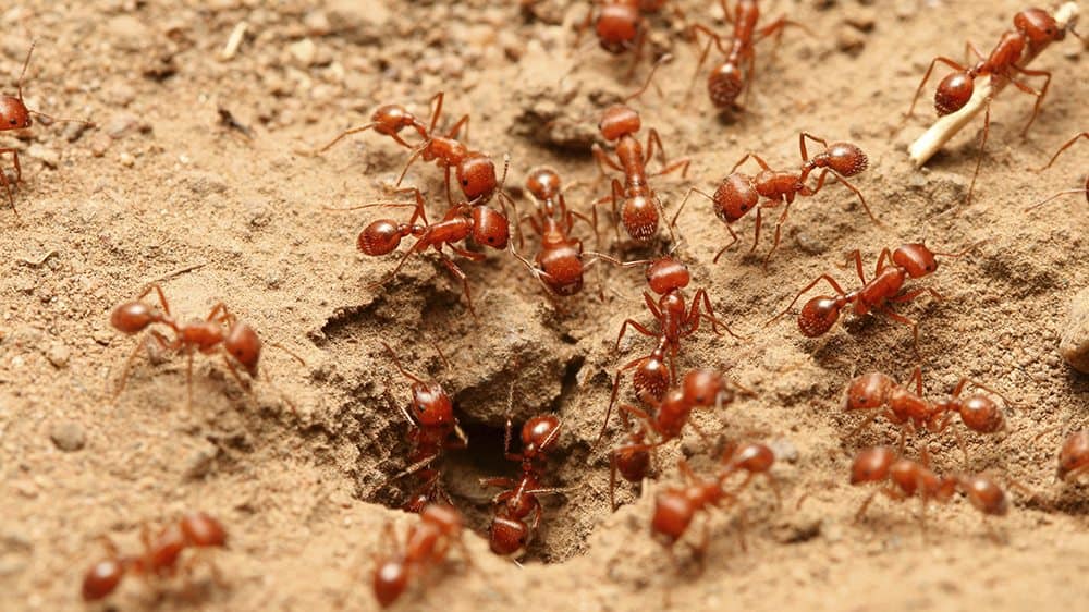 Fire ants habitats