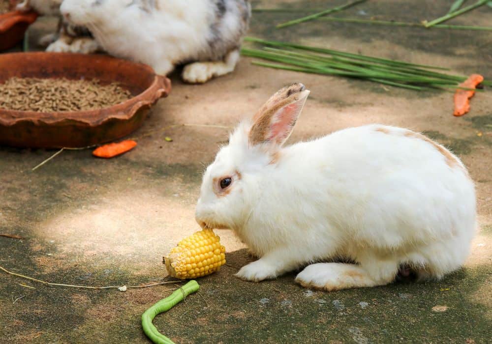 Food that's toxic to rabbits
