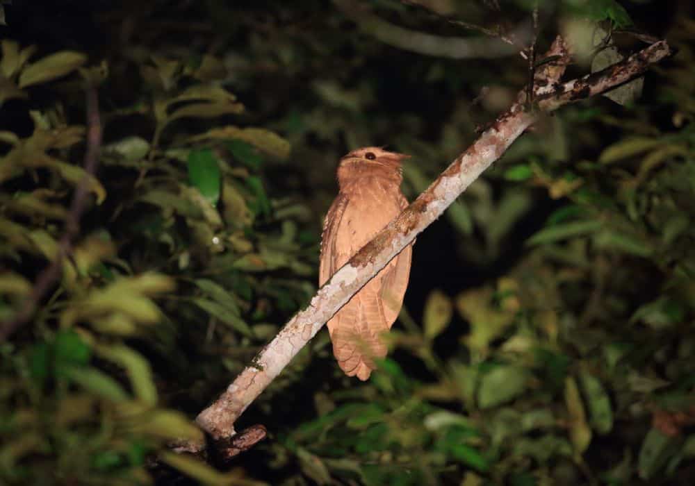 Frogmouth Symbolism In Different Cultures
