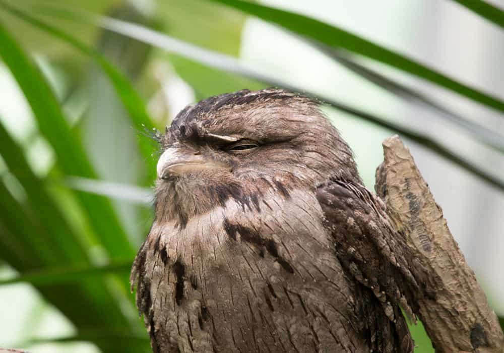 Frogmouths As Totem Animals