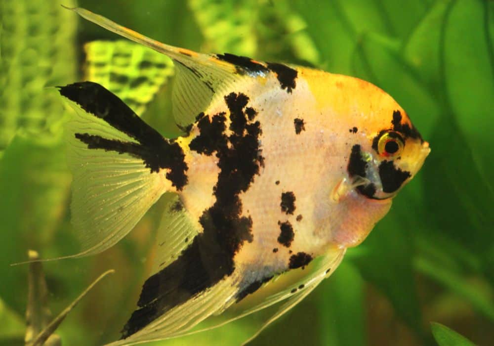 General Information About Angelfish
