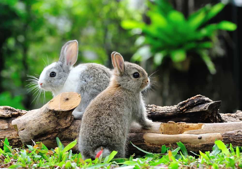 General information about rabbits