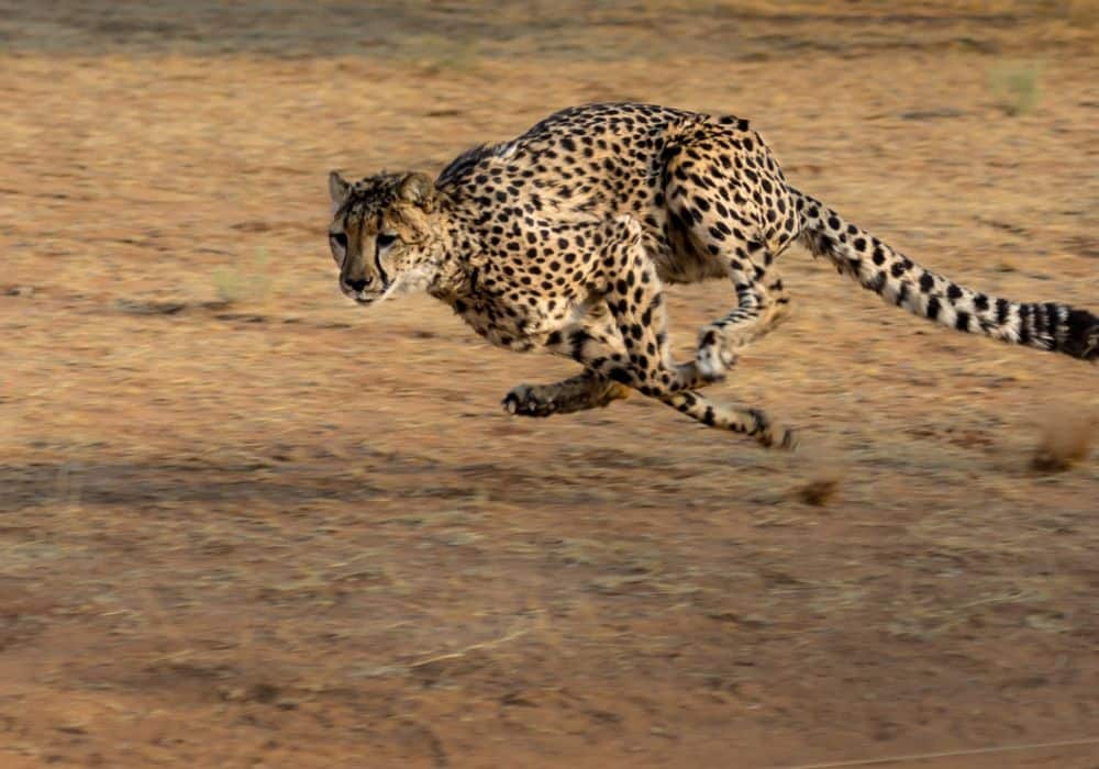 How Do Cheetahs Hunt