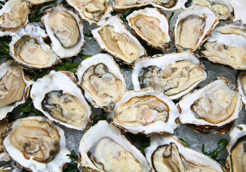How Do Oysters Eat?