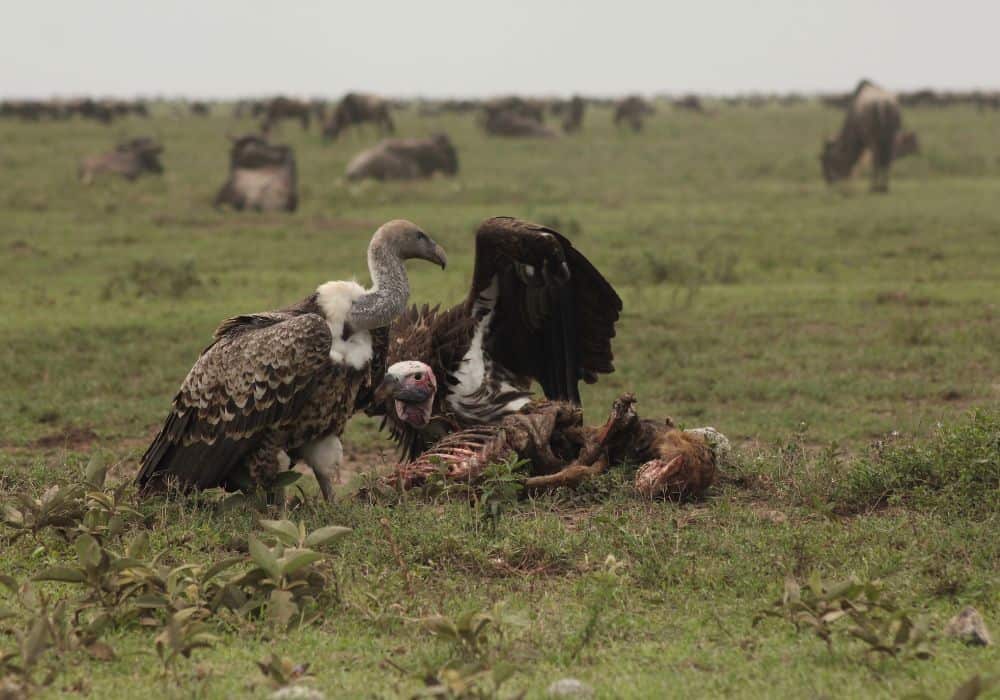 How Do Vultures Hunt