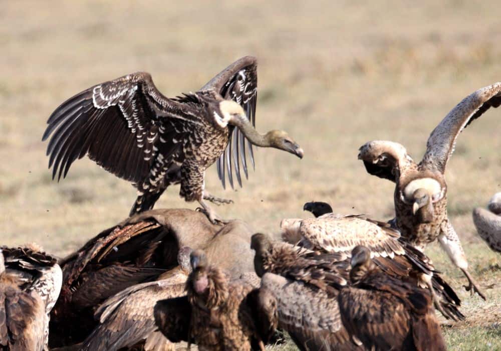 How Much Do Vultures Eat