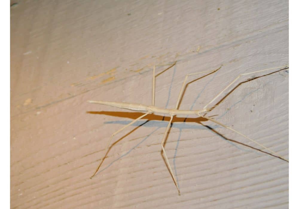How Much Do Walking Stick Bugs Eat?