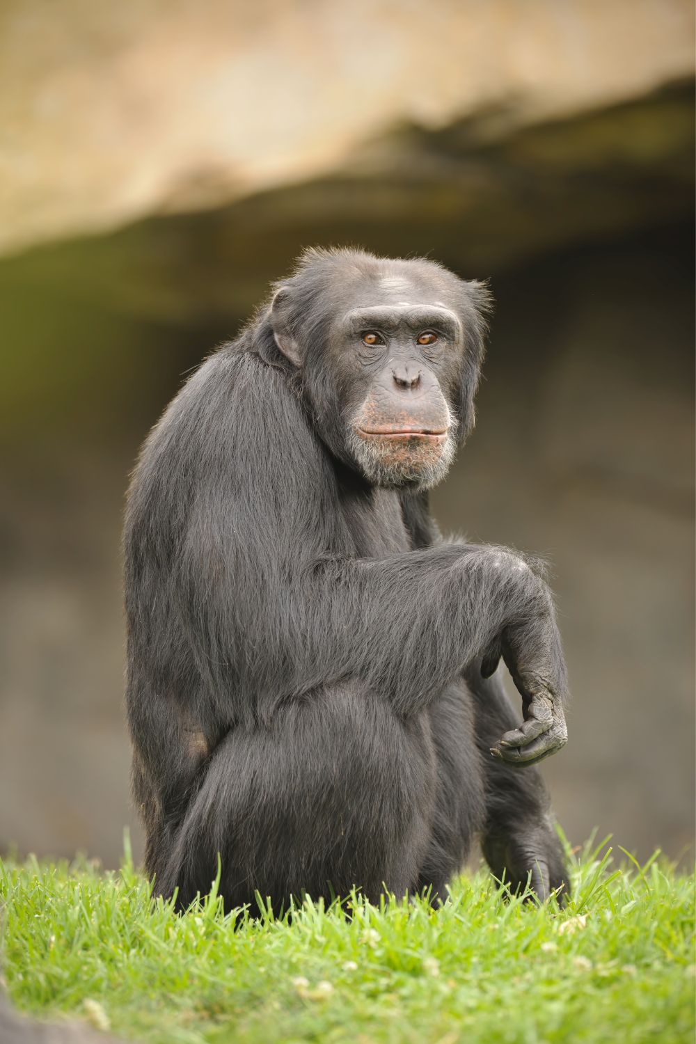 How Often and How Much Do Chimpanzees Eat?