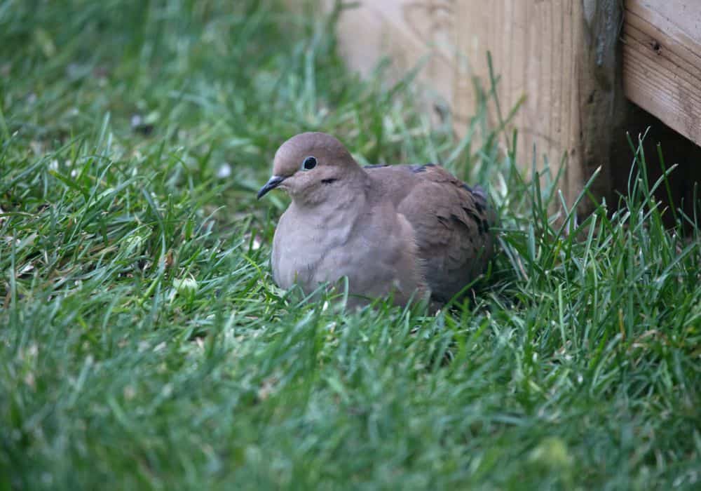 How to Attract Mourning Doves