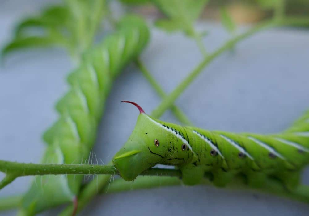 How to Feed Hornworms in Captivity