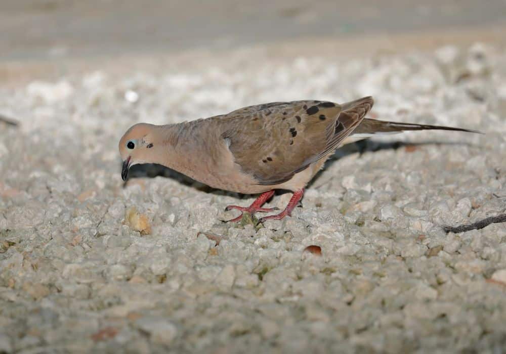 How to Feed Mourning Doves