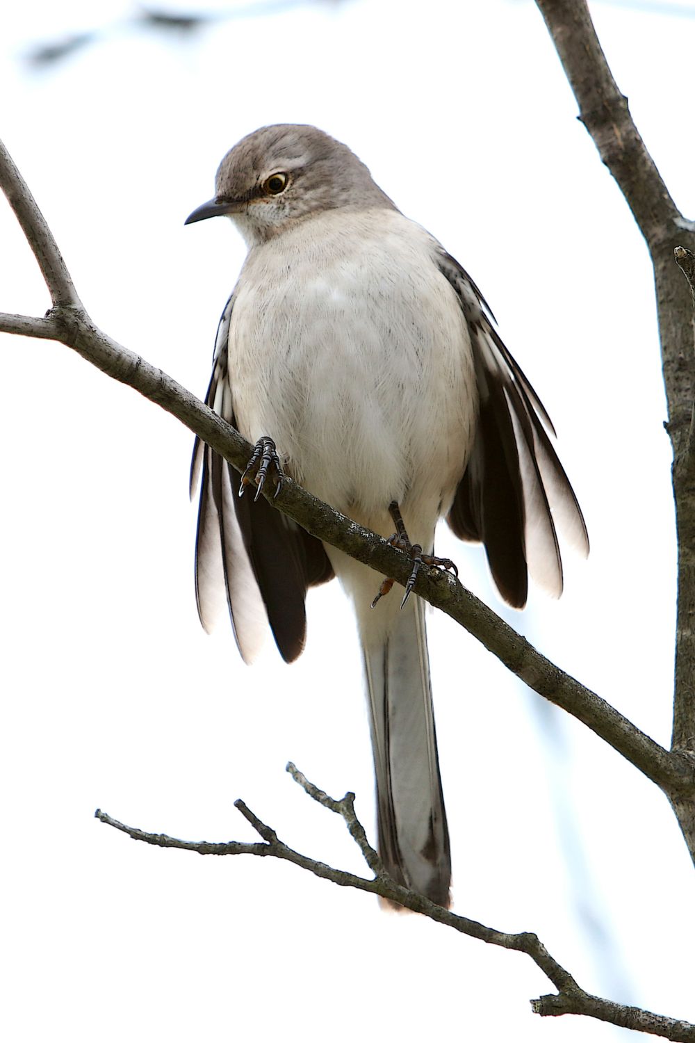 How to attract mockingbirds?