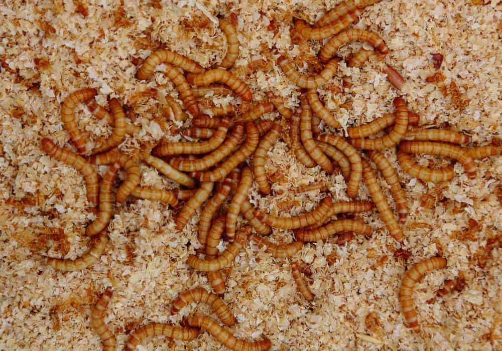 How to feed mealworms