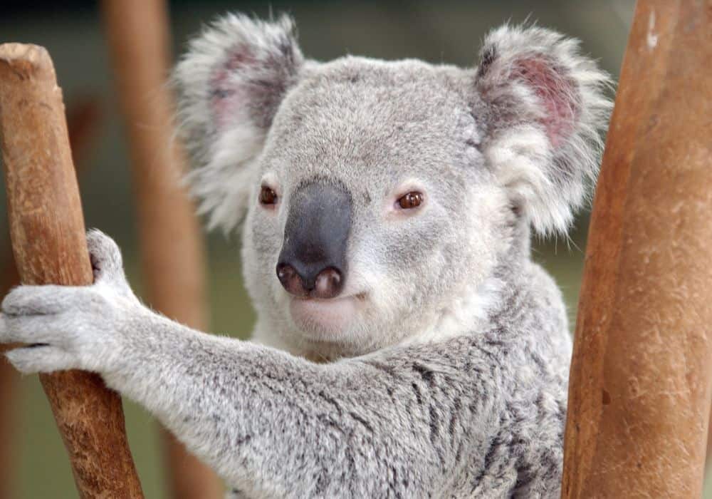 Koala Bear