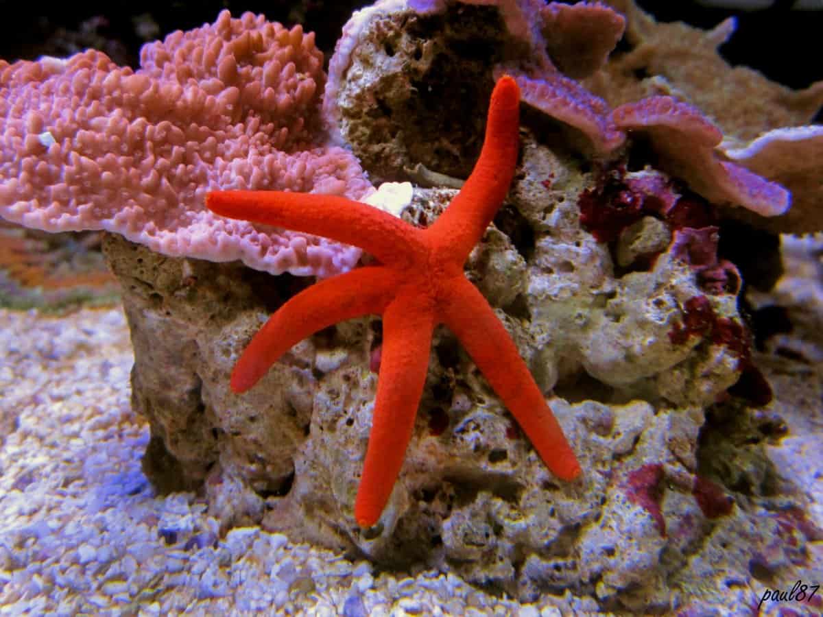 Linckia starfish