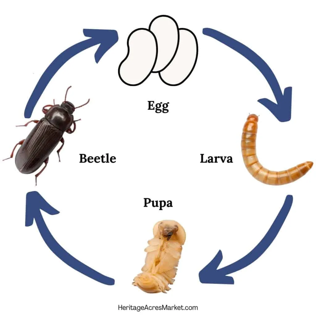 Mealworm Lifecycle