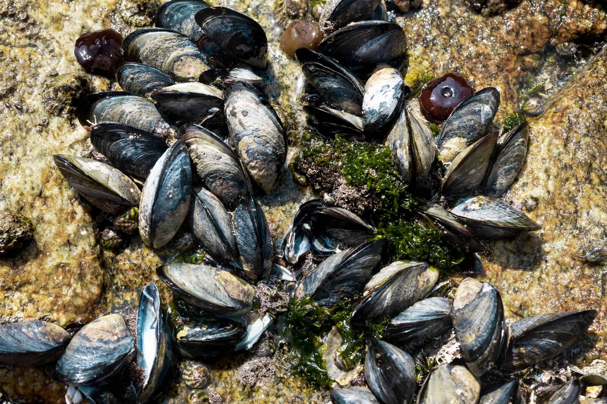 Mussels 2