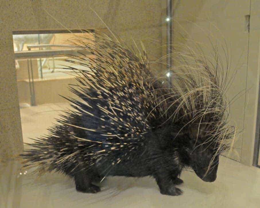 Old world porcupine
