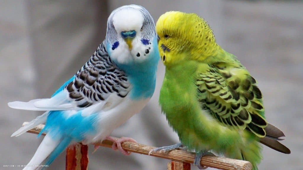 What Do Parakeets Eat? (Diet, Care & Feeding Tips)