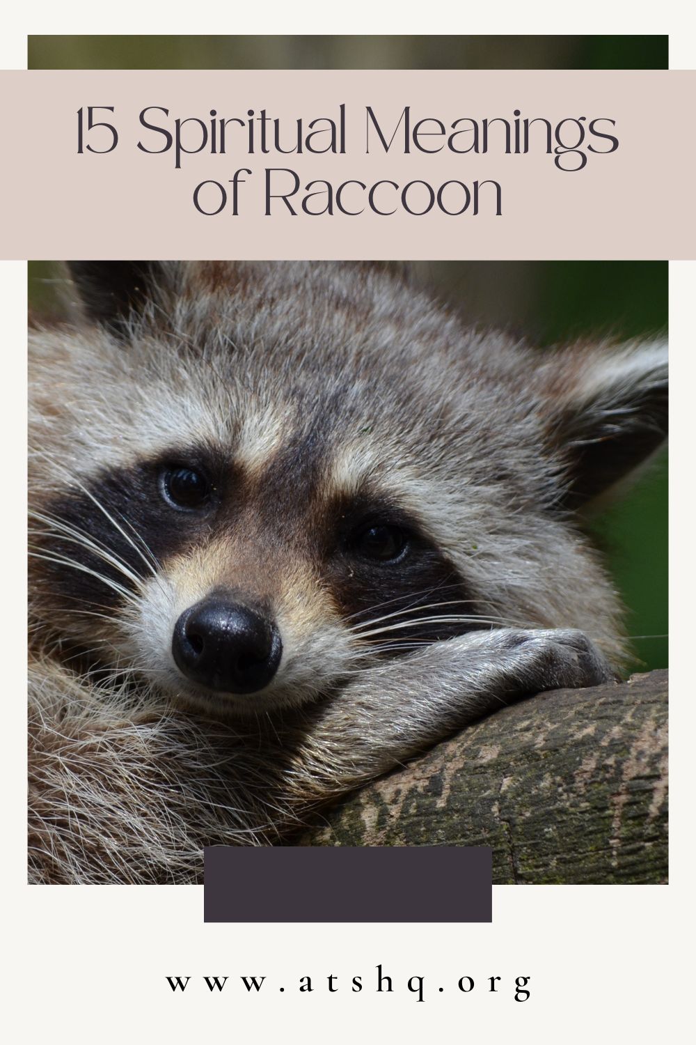 Raccoon Meanings
