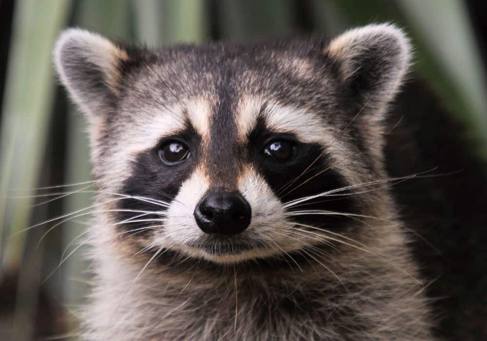 Raccoon symbolism in different cultures or religions