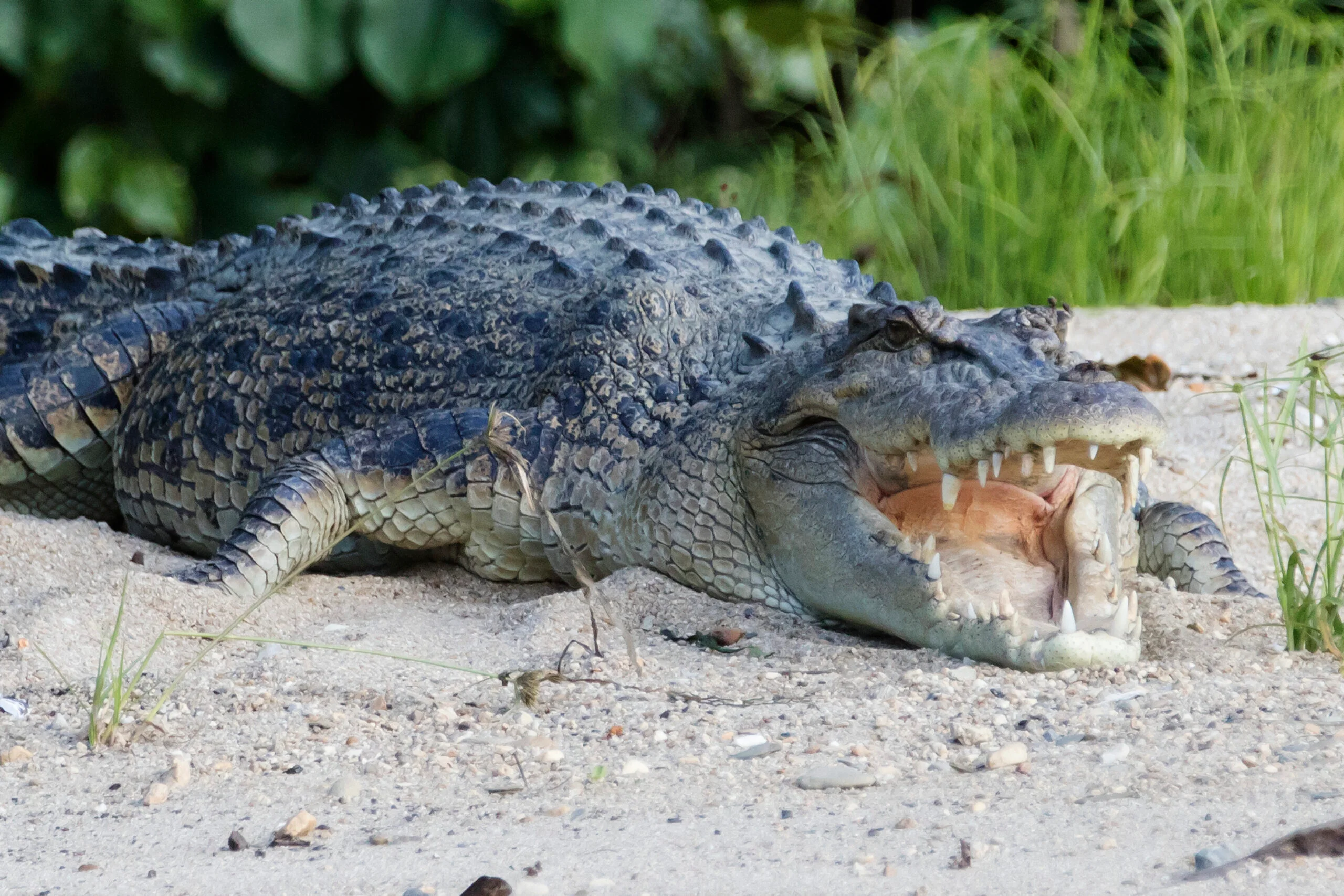 Saltwater crocodiles