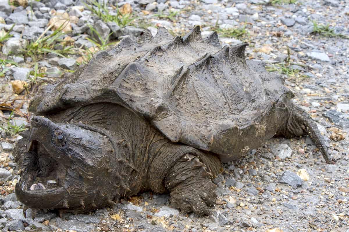 Snapping turtles 