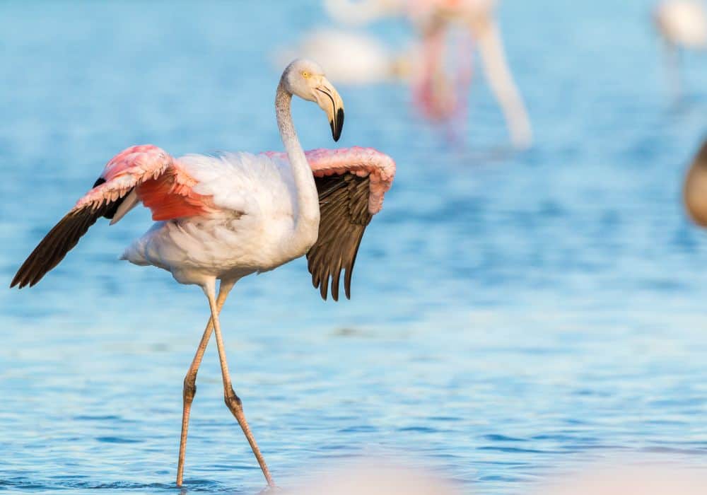 Flamingo Symbolism: 11 Spiritual Meanings of Flamingo