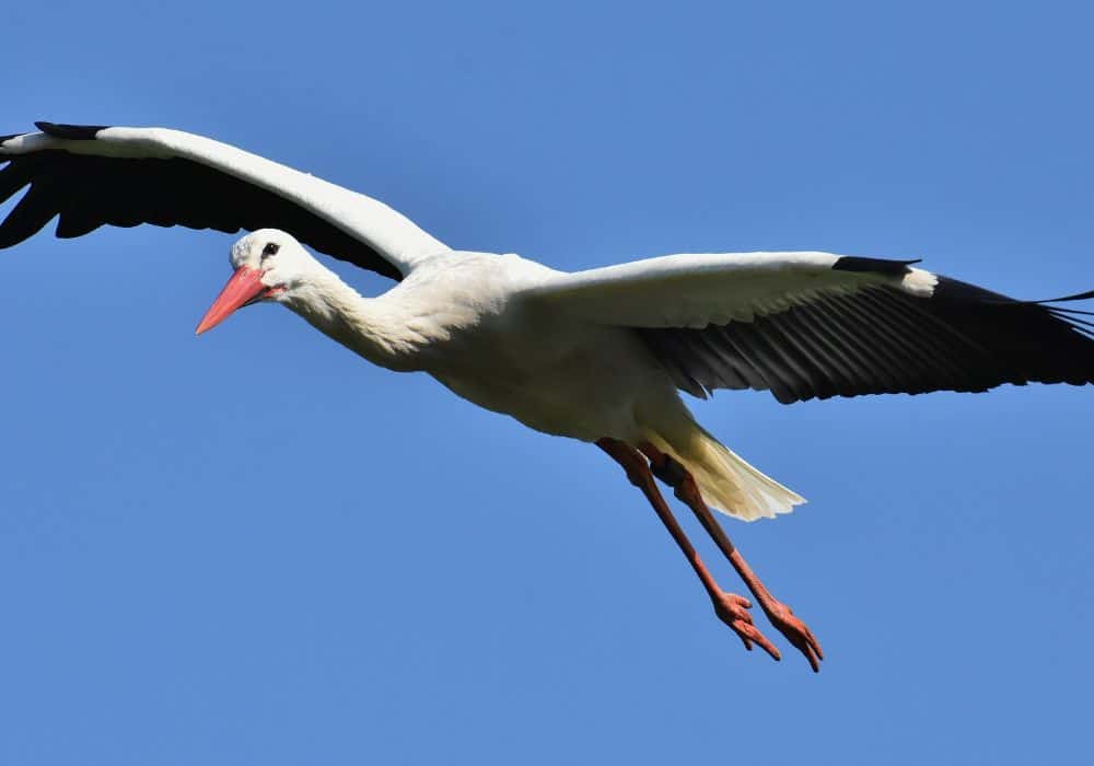 Stork Power Animal