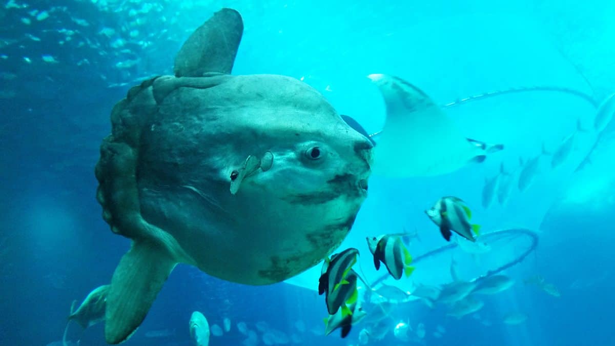 Sunfish Eat In Captivity