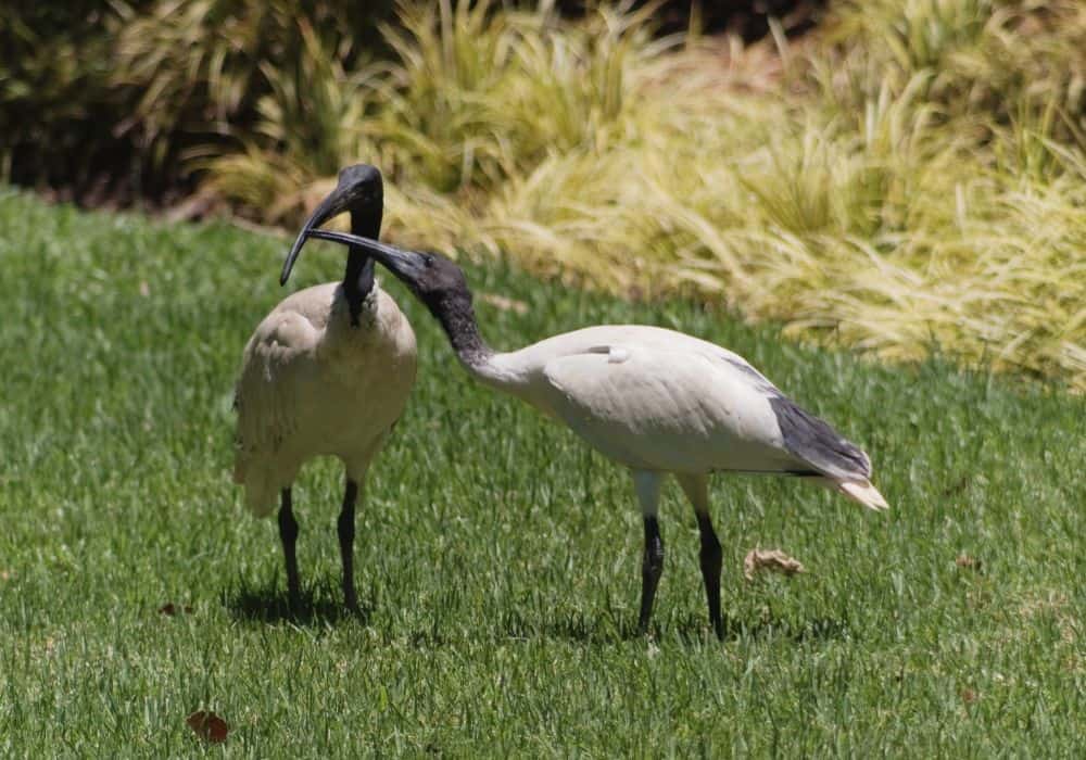 Symbolic Meaning Of Ibis
