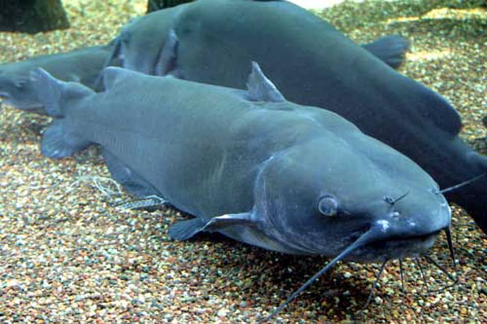 The Channel Catfish