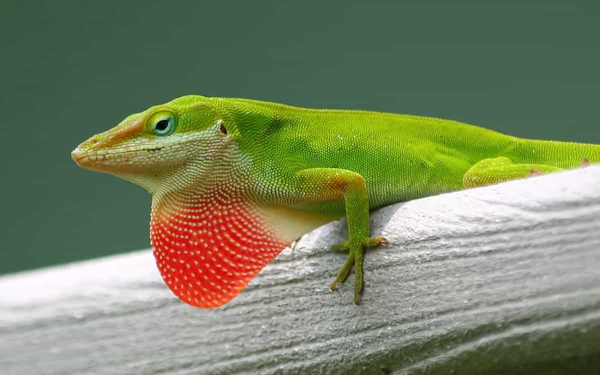 The Green Anole