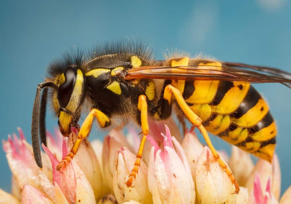 The Physical Characteristics of Yellow Jackets